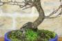 6 - Bonsai di Prunus Mume (13)