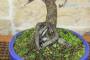 7 - Bonsai di Prunus Mume (13)