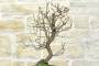 8 - Bonsai di Prunus Mume (13)