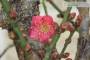 9 - Bonsai di Prunus Mume (13)