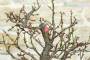 10 - Bonsai di Prunus Mume (13)