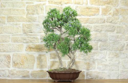 1 - Bonsai di Rosmarino (57)