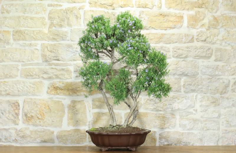 1 - Bonsai di Rosmarino (57)