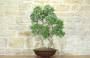 1 - Bonsai di Rosmarino (57)