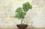 2 - Bonsai di Rosmarino (57)