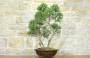 3 - Bonsai di Rosmarino (57)