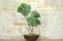 4 - Bonsai di Rosmarino (57)