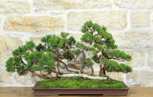 1 - Bonsai di Ginepro Kishu a zattera (120)