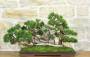 1 - Bonsai di Ginepro Kishu a zattera (120)