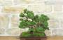 2 - Bonsai di Ginepro Kishu a zattera (120)