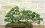 3 - Bonsai di Ginepro Kishu a zattera (120)