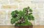 4 - Bonsai di Ginepro Kishu a zattera (120)