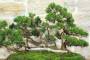 6 - Bonsai di Ginepro Kishu a zattera (120)