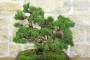 7 - Bonsai di Ginepro Kishu a zattera (120)