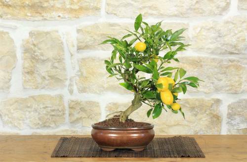 1 - Bonsai di Citrus Limequat (32)