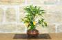 2 - Bonsai di Citrus Limequat (32)