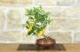 3 - Bonsai di Citrus Limequat (32)