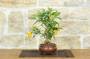 4 - Bonsai di Citrus Limequat (32)