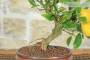 5 - Bonsai di Citrus Limequat (32)