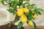 6 - Bonsai di Citrus Limequat (32)