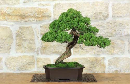1 - Bonsai di Ginepro Itoigawa (121)