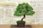 2 - Bonsai di Ginepro Itoigawa (121)