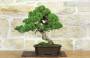 3 - Bonsai di Ginepro Itoigawa (121)