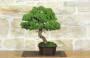 4 - Bonsai di Ginepro Itoigawa (121)