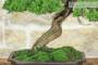 5 - Bonsai di Ginepro Itoigawa (121)