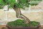 6 - Bonsai di Ginepro Itoigawa (121)