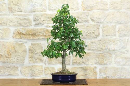 2 - Bonsai di Parrotia Persica (22)