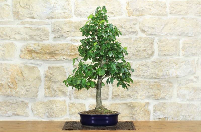 2 - Bonsai di Parrotia Persica (22)