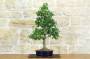 2 - Bonsai di Parrotia Persica (22)