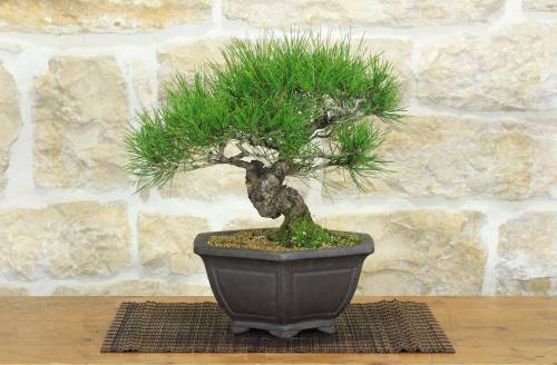 1 - Bonsai di Pino Rosso Densiflora (1)