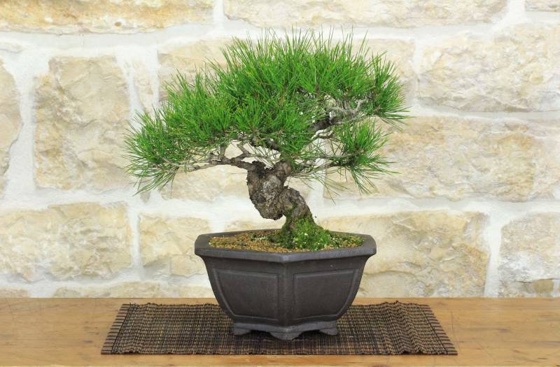 1 - Bonsai di Pino Rosso Densiflora (1)