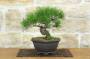 1 - Bonsai di Pino Rosso Densiflora (1)