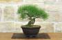 3 - Bonsai di Pino Rosso Densiflora (1)