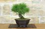 4 - Bonsai di Pino Rosso Densiflora (1)