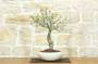 1 - Bonsai di Ciliegio Selvatico (163)