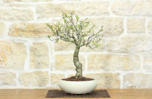 1 - Bonsai di Ciliegio Selvatico (163)