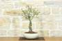 2 - Bonsai di Ciliegio Selvatico (163)