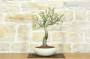 3 - Bonsai di Ciliegio Selvatico (163)