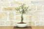 4 - Bonsai di Ciliegio Selvatico (163)