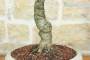 5 - Bonsai di Ciliegio Selvatico (163)