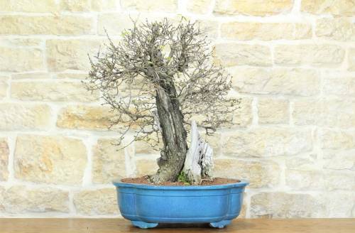 1 - Bonsai di Ciliegio Selvatico (164)