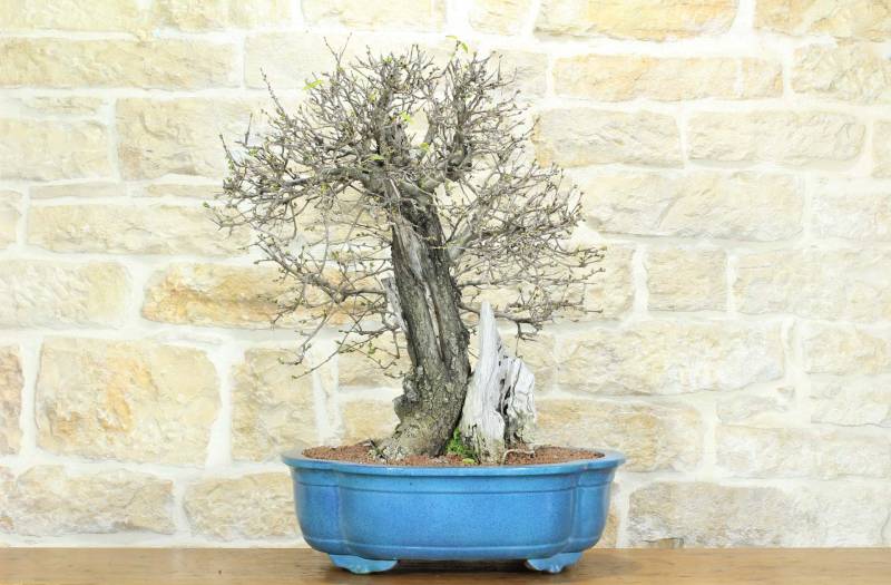 1 - Bonsai di Ciliegio Selvatico (164)