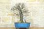 1 - Bonsai di Ciliegio Selvatico (164)