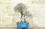 2 - Bonsai di Ciliegio Selvatico (164)