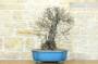 3 - Bonsai di Ciliegio Selvatico (164)