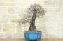 4 - Bonsai di Ciliegio Selvatico (164)